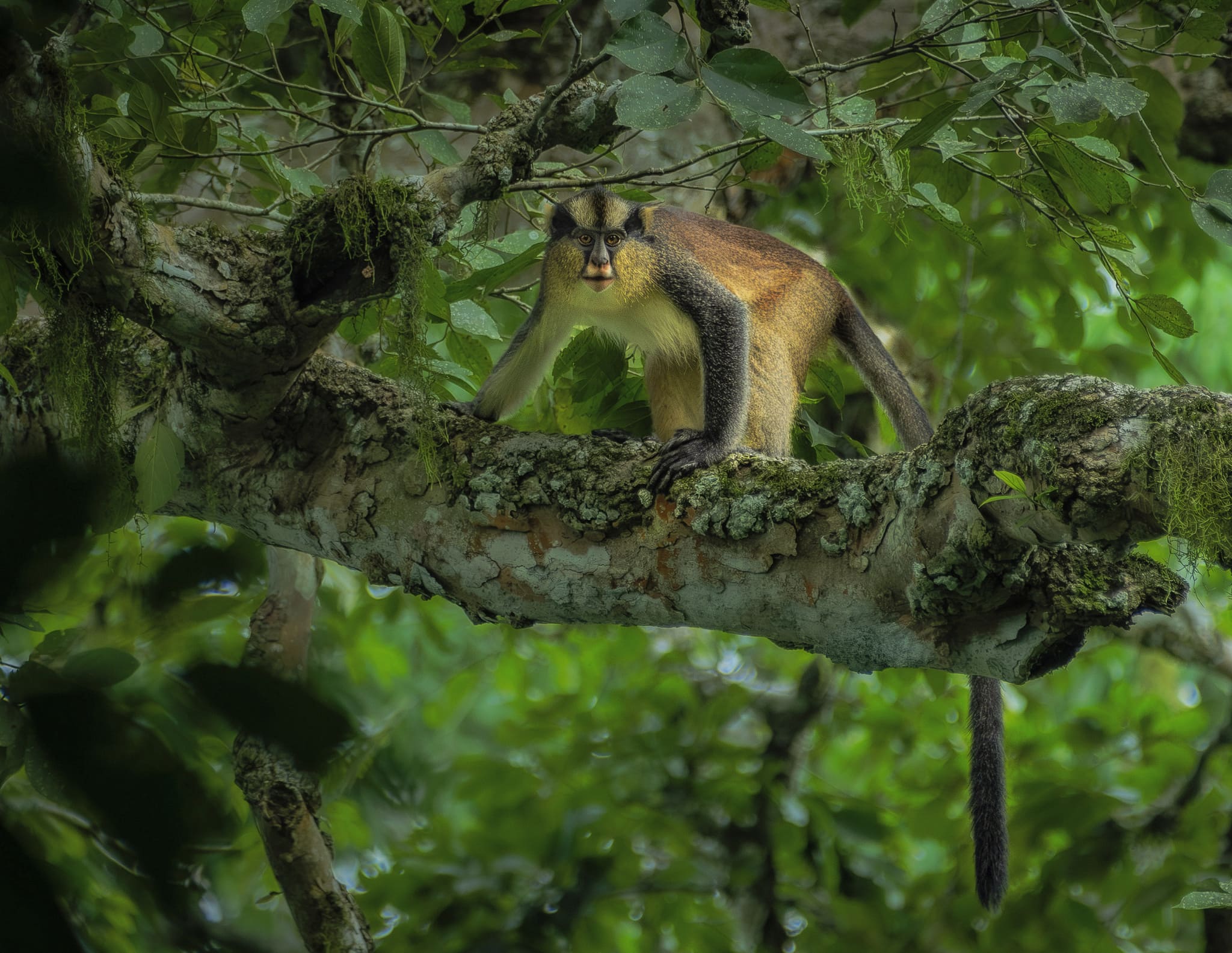 Photo from 10-Day Odzala Odyssey Gorilla Trekking & Congo Rainforest Safari safari tour